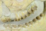 Fossil Oreodont (Merycoidodon) Skull - Wyoming #134350-1